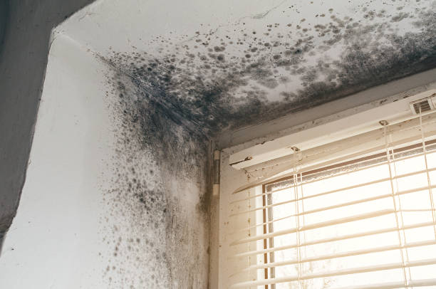 Trusted Mold Inspection service in Vienna, VA - Cheap Mold Removal